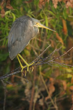 Tricolored balıkçıl