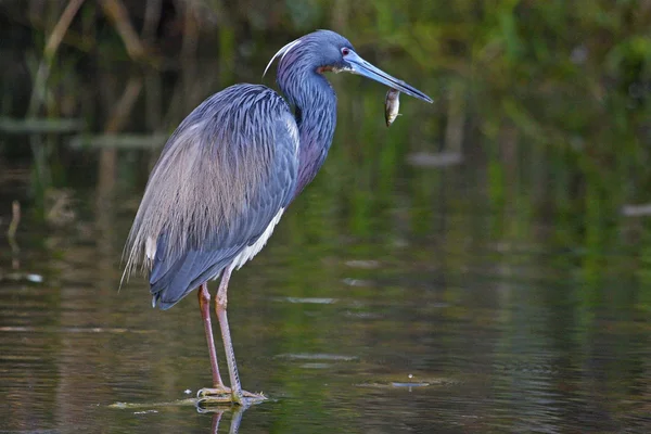 Tricolored balıkçıl — Stok fotoğraf