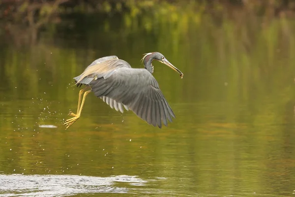 Tricolored Heron — Stock Photo, Image