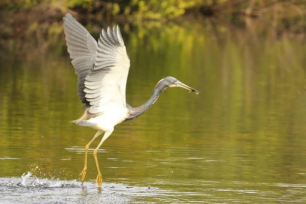 Tricolored Heron — Stock Photo, Image