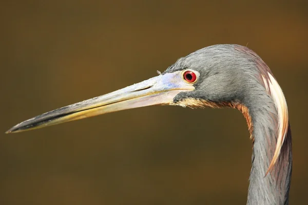 Tricolored Heron — Stock Photo, Image