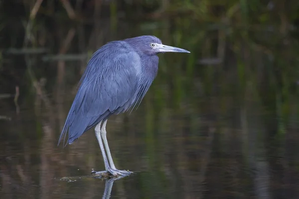 Pequeno garça azul — Fotografia de Stock