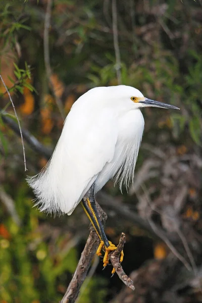 Snowy egret — Stockfoto