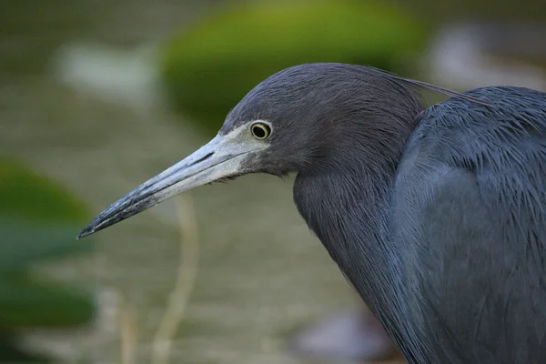 Pequeno garça azul — Fotografia de Stock