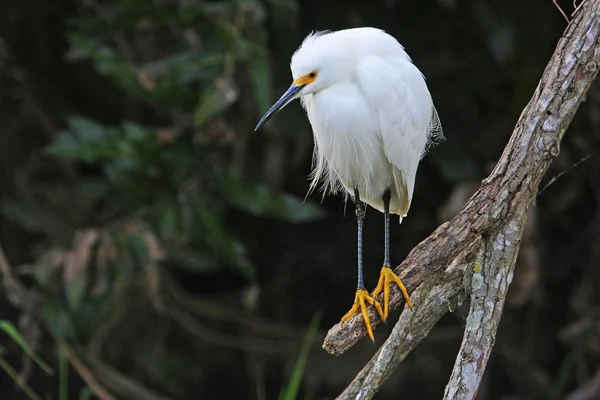 Snowy Egret — Stok Foto