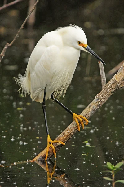 Snowy egret — Stockfoto