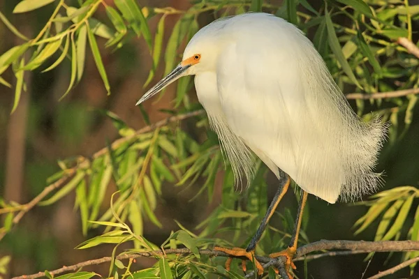 Snowy Egret — Stock Photo, Image