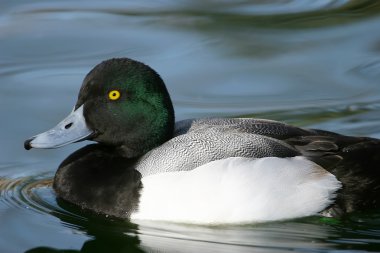 Daha fazla Scaup (Aythya marila) erkek