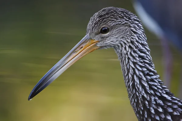 Limpkin — Φωτογραφία Αρχείου