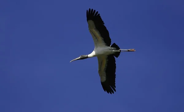 Wood stork — Stock Photo, Image