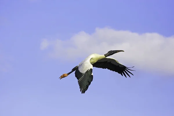 Cigogne des bois — Photo