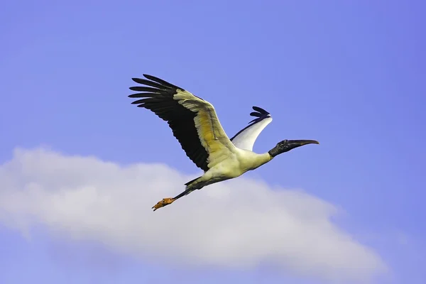 Wood Stork — Stock Photo, Image