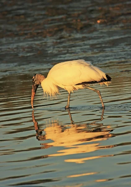 Cigogne des bois — Photo