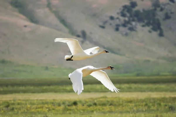 Trumpeter swans flying — Stock Photo, Image
