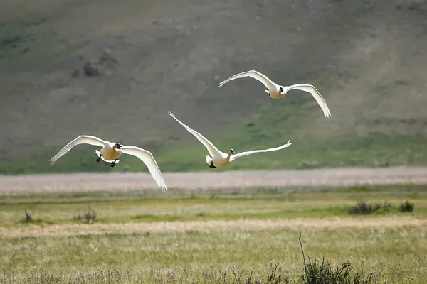 トランペッターの白鳥の飛行 — ストック写真