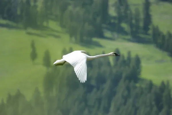 Trumpeter Swan flying — Stock Photo, Image