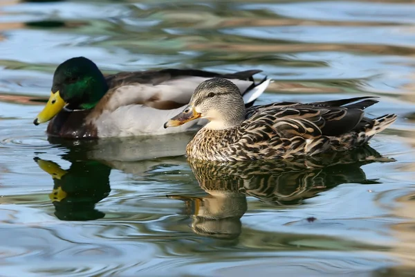 Mallard ducks (Anas platyrhynchos) male and female — Stock Photo, Image