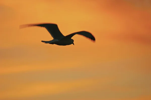 Güneş doğarken uçan silüeti Batı martısı (Larus occidentalis) — Stok fotoğraf