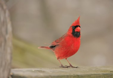 Kuzey Kardinali (kardinalis cardinalis)