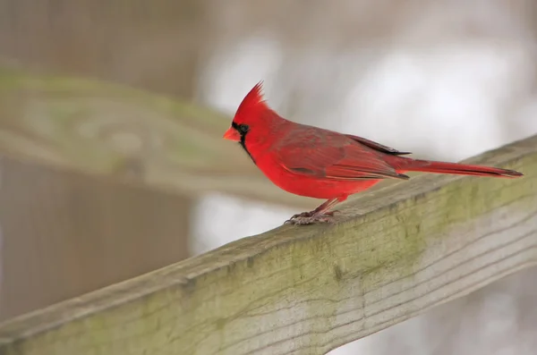 Northern Cardinal (Cardinalis cardinalis) — Stock Photo, Image