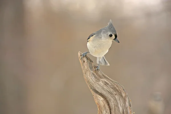 Tufted Titmouse (bicolor baeolophus) — Fotografia de Stock