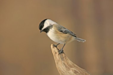 Siyah başlıklı Chickadee (poecile atricapillus)
