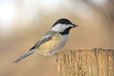 Siyah başlıklı Chickadee (poecile atricapillus)