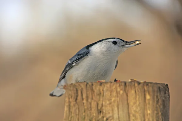 White-breasted Nuthatch (Sitta carolinensis) — Stock Photo, Image