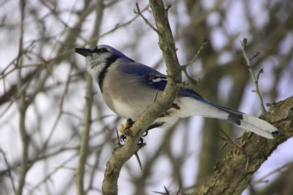 Mavi Jay (siyanocitta cristata) — Stok fotoğraf