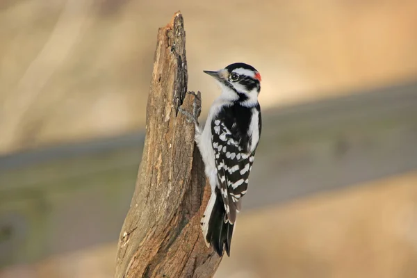 Valse woodpecker — Stockfoto