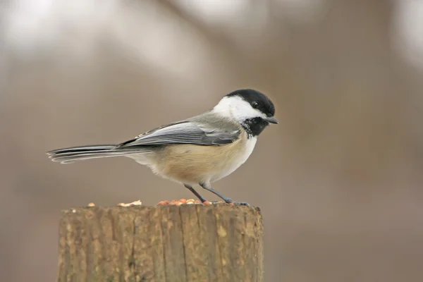 Siyah başlıklı Chickadee (poecile atricapillus) — Stok fotoğraf