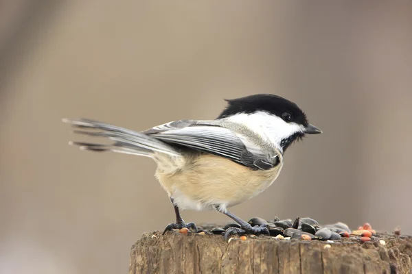 Siyah başlıklı Chickadee (poecile atricapillus) — Stok fotoğraf