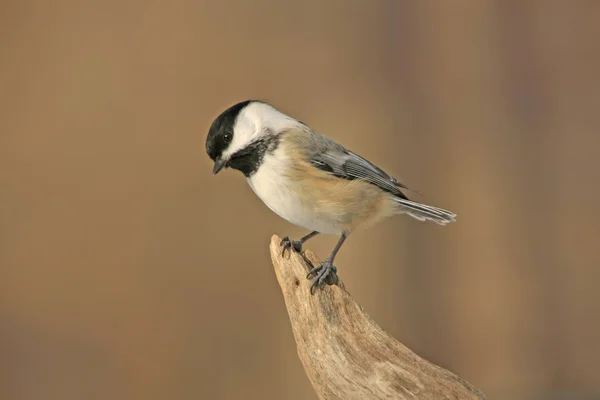 Pollo dal cappuccio nero (Poecile atricapillus) — Foto Stock