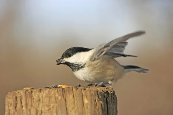 Siyah başlıklı Chickadee (poecile atricapillus) — Stok fotoğraf