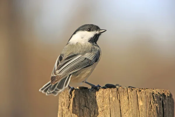 Siyah başlıklı Chickadee (poecile atricapillus) — Stok fotoğraf