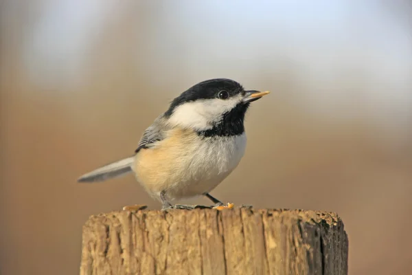 Siyah başlıklı Chickadee (poecile atricapillus) — Stok fotoğraf