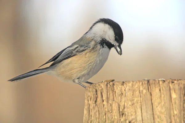 Black-capped Chickadee (Poecile atricapillus) — Stock Photo, Image