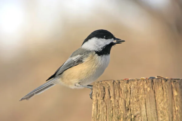 Siyah başlıklı Chickadee (poecile atricapillus) — Stok fotoğraf