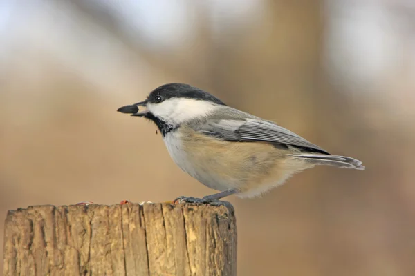 Siyah başlıklı Chickadee (poecile atricapillus) — Stok fotoğraf