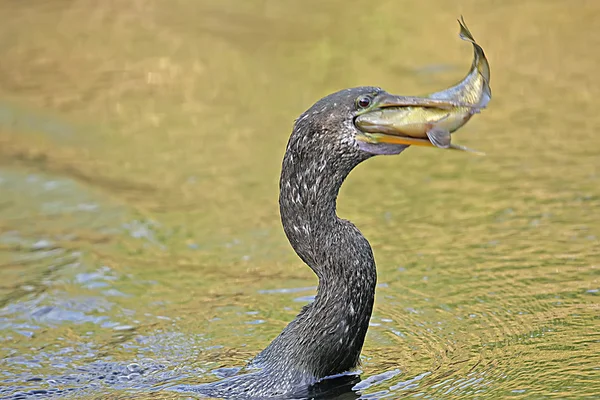 Anhinga (Anhinga anhinga) with fish in his beak — Stock Photo, Image