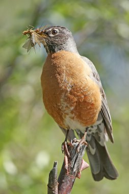Amerikalı Robin (turdus migratorius)
