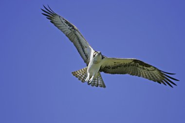 Uçan sorguç (Pandion haliaetus)