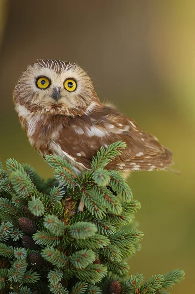 Northern Saw-whet Owl — Stock Photo, Image