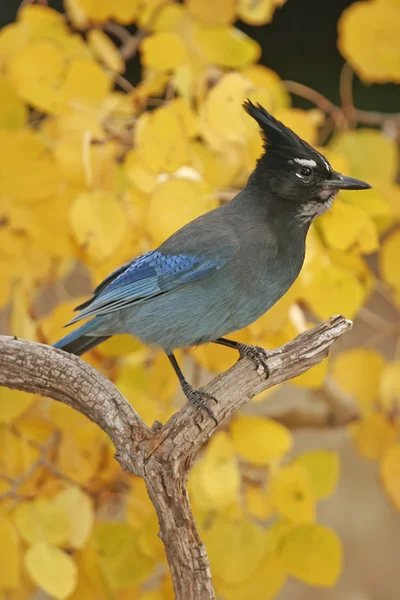 Steller 's Jay (cyanocitta stelleri)) — Stockfoto