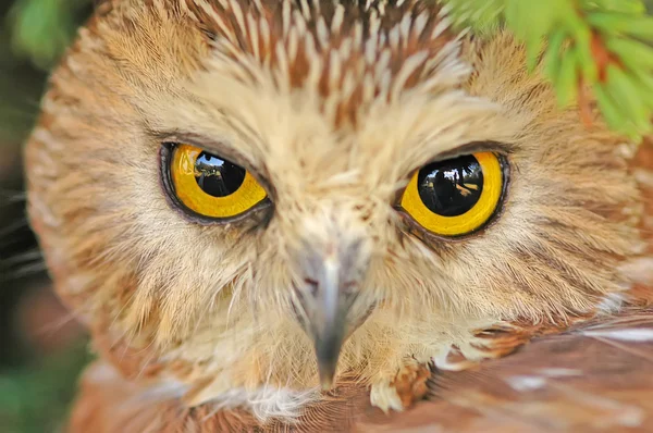 Northern Saw-whet Owl — Stock Photo, Image