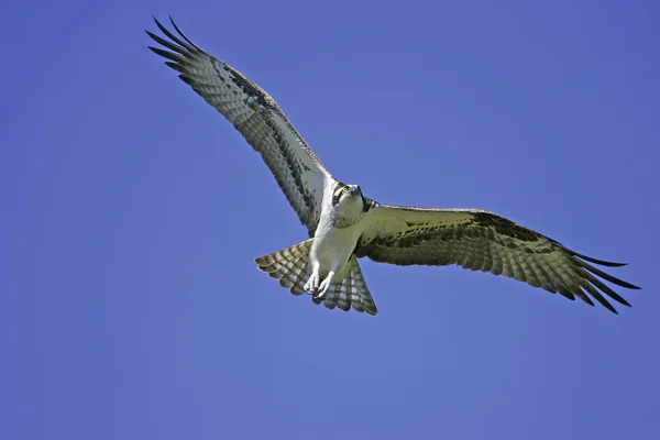 Fischadler (Pandion haliaetus) fliegt — Stockfoto