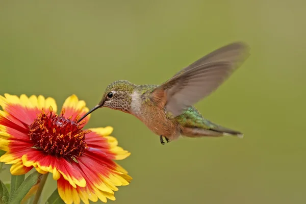 Широкохвостая колибри — стоковое фото