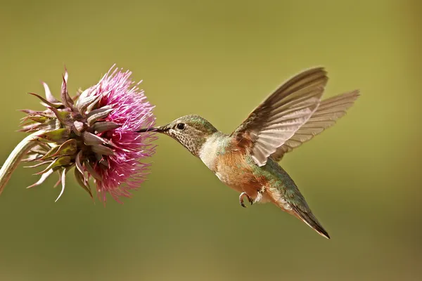 Breed-tailed kolibrie vrouw — Stockfoto