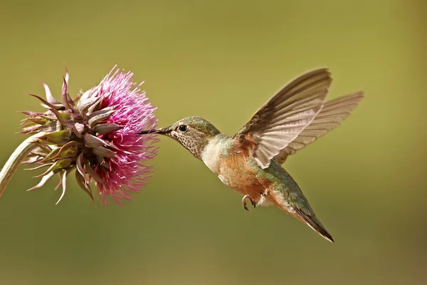 Široce sledoval kolibřík žena Stock Obrázky