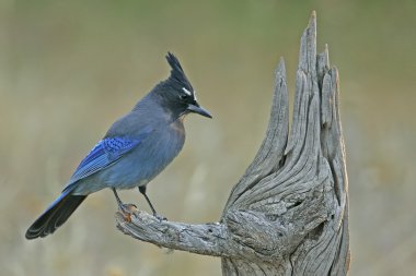 Steller 's Jay (siyanocitta stelleri)